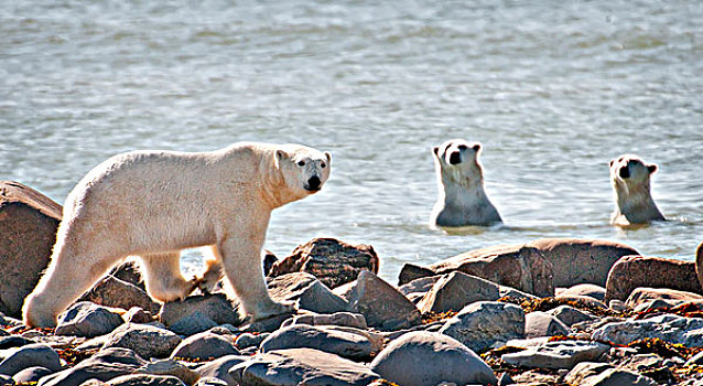 北极熊,打斗,水,丘吉尔市,曼尼托巴,加拿大