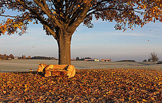 长椅,雕刻,母牛,形状,挪威槭,挪威枫,秋天,巴伐利亚,德国,欧洲