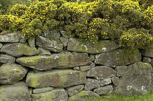 老,石墙,达特姆尔高原,国家公园,德文郡,英格兰