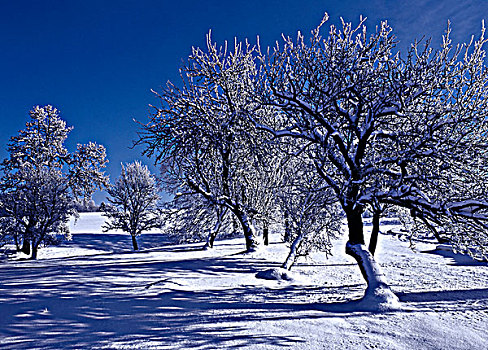 积雪,树,冬天,风景,齐姆高,上巴伐利亚,德国,欧洲