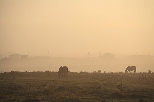 马,早晨,草地