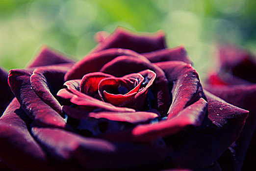红玫瑰,盛开,特写