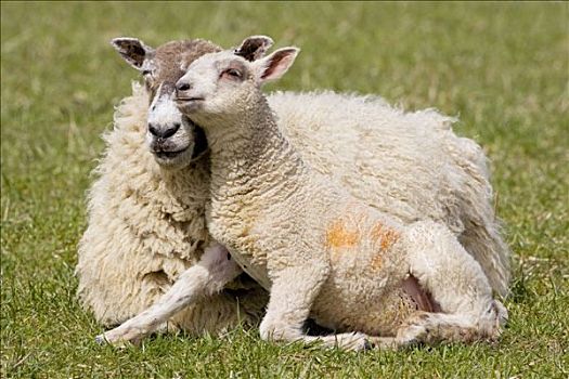 母羊,羊羔,农场,英国