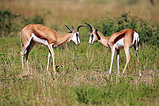 跳羚,两个,成年,雄性,禁猎区,卡拉哈里沙漠,北角,南非,非洲