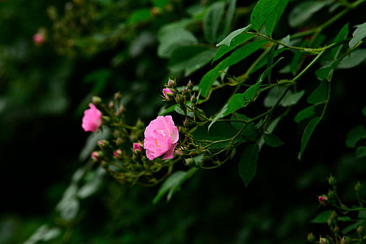 五月,蔷薇花