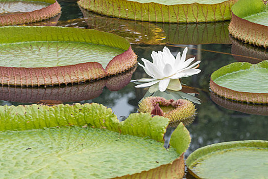 盛开帝王莲与圆形莲叶盛开帝王莲与圆形莲叶霸王莲与圆形莲叶盛开帝王