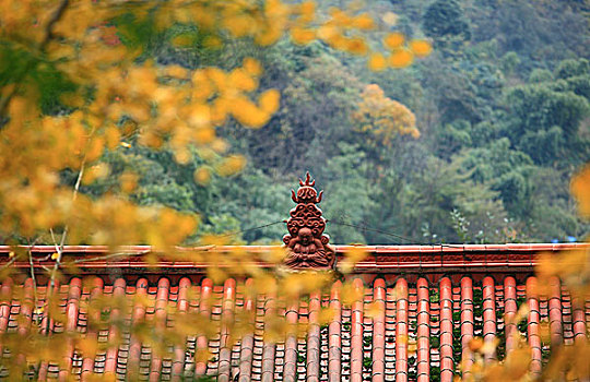 白岩寺的银杏