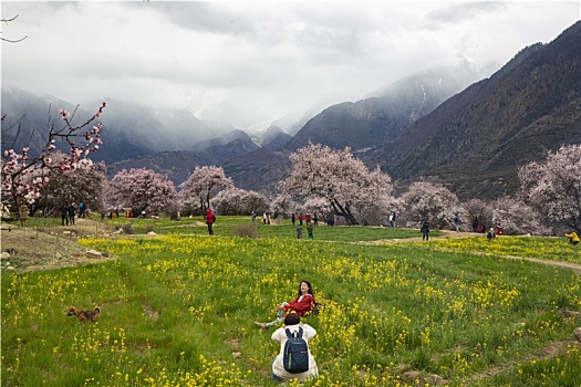 野桃花观赏圣地索松村