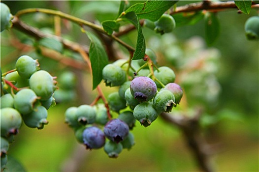 蓝莓,树