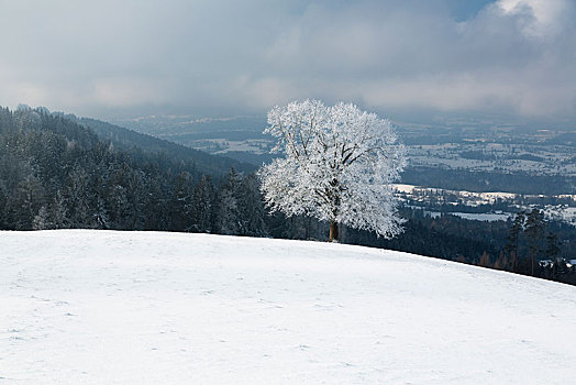 树,白霜,冬季风景,书,阿彭策尔,瑞士,欧洲
