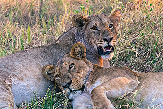 博茨瓦纳,乔贝国家公园,萨维提,幼兽,幼狮,狮子,休息
