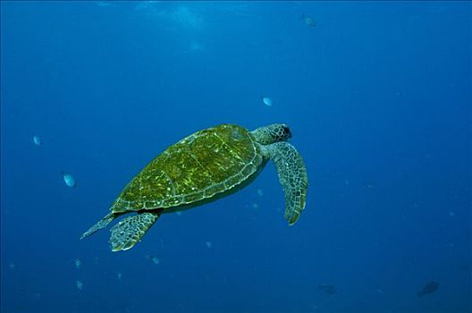 绿海龟,龟类,游泳,北方,岛屿,澳大利亚