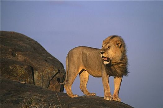 雄性,狮子,站立,石头,非洲