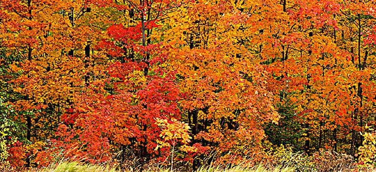 秋色,硬木,树林,湖,安大略省,加拿大