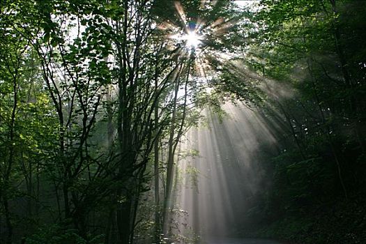 太阳光线,光彩,早晨,雾,树林
