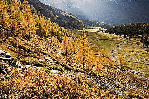 落叶松属植物,山谷,上陶恩山国家公园,萨尔茨堡,奥地利,欧洲