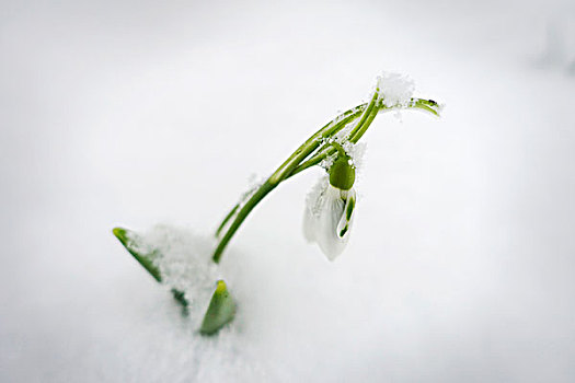 雪花属植物,雪地