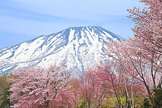 排列,樱桃树,神祠,山,北海道