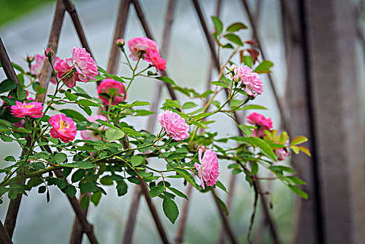 篱笆与蔷薇
