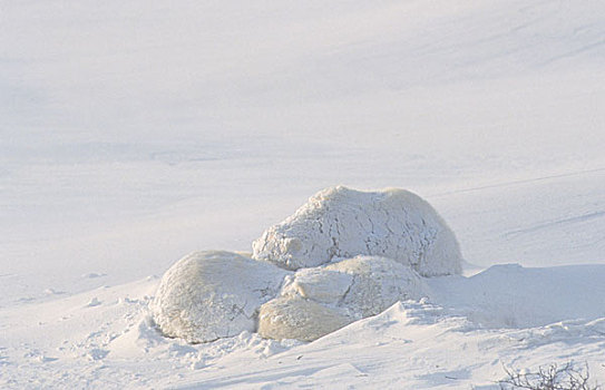 极地,熊,成年,女性,两个,幼兽,睡觉,雪,堆积,加拿大