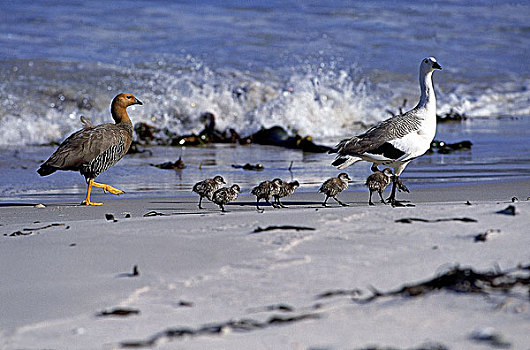 鹅,雄性,雌性,幼禽,海滩,南极