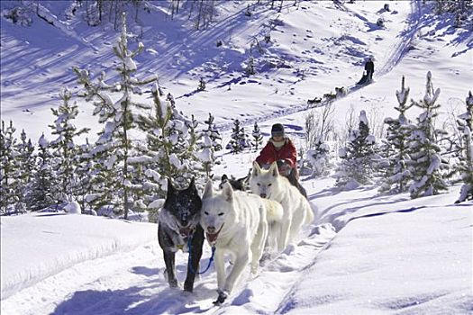 雪橇狗,山,育空地区,加拿大