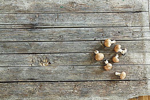 蘑菇,木质,表面