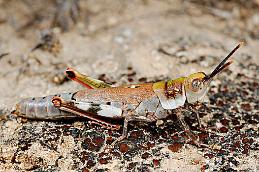 蝗虫,成年,索科特拉岛,也门,中亚