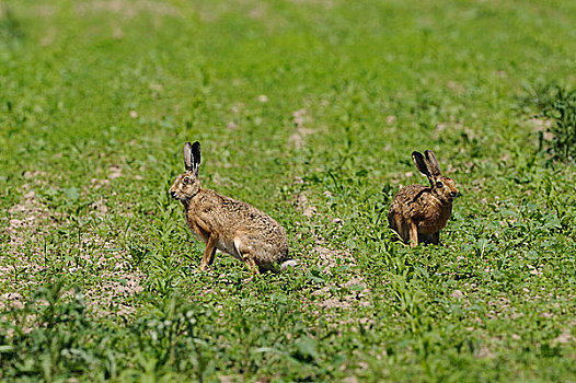 两个,褐色,野兔,欧洲野兔,玉米田