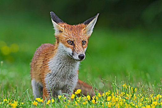 红狐,狐属,阵雨,英格兰东南,英国,欧洲
