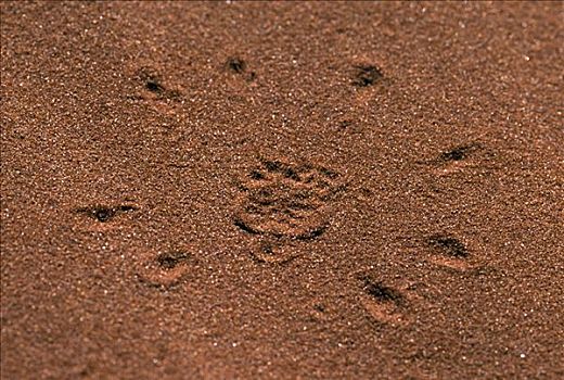 蜘蛛,轨迹,痕迹,自然保护区,纳米比亚,非洲