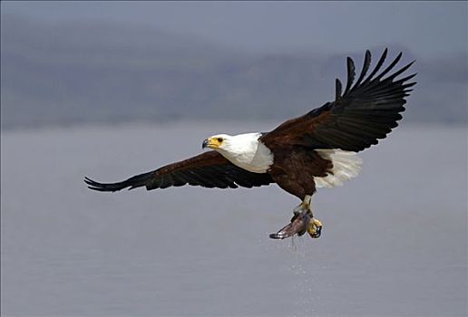非洲鱼鹰,吼海雕,飞,捕获,鱼,湖,肯尼亚