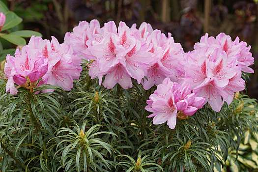 杜鹃花属植物,精致