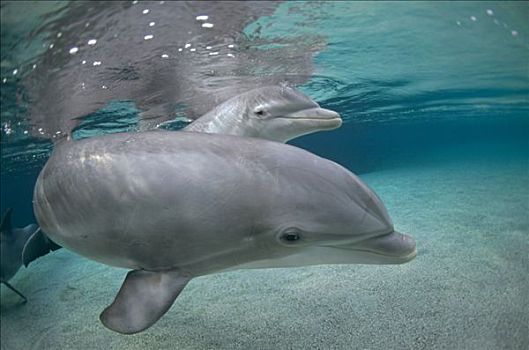 宽吻海豚,圈养动物,夏威夷