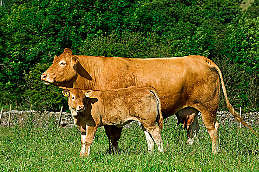 家牛,利莫辛,母牛,幼兽,站立,草场,兰开夏郡,英格兰,欧洲