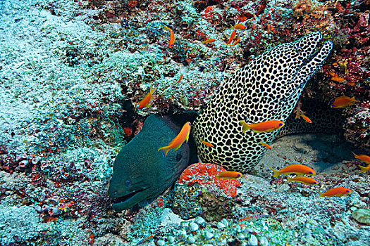 巨大,海鳗,饰带,马尔代夫,印度洋,亚洲
