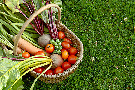 乡村,篮子,新鲜,蔬菜,小块菜地