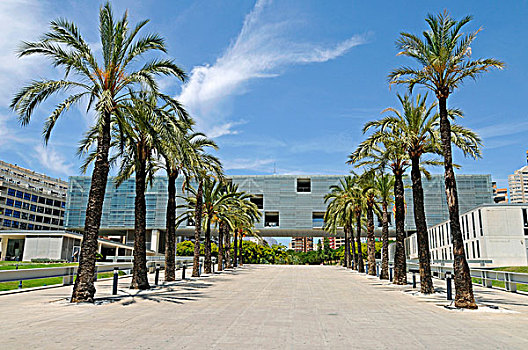 市政厅,棕榈树,贝尼多姆,白色海岸,阿利坎特,西班牙,欧洲
