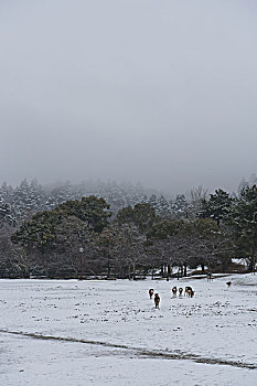 雪地上的鹿