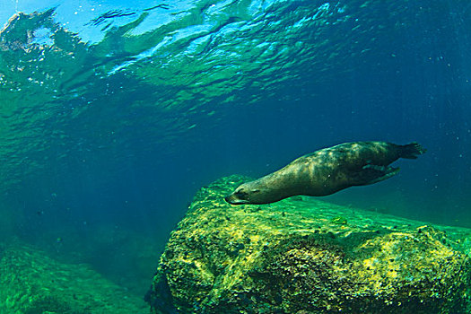 海狮,水,国家,海洋公园,岛屿,靠近,北下加利福尼亚州,墨西哥