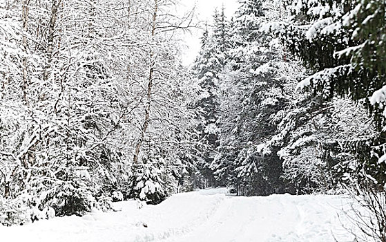 自然,背景,雪路,寒冬,树林