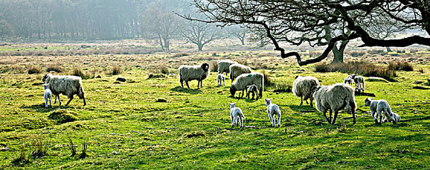 绵羊,放牧,草场,德贝郡,英格兰