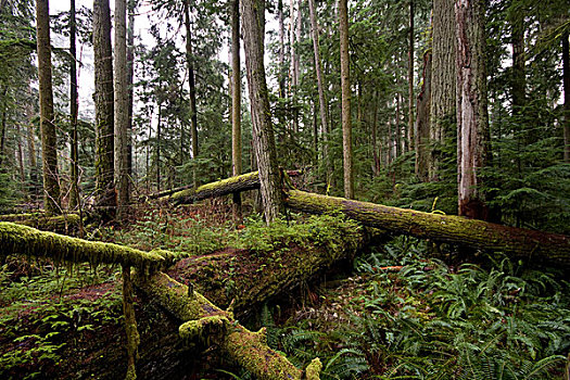 落下,原木,成熟林,树林,温哥华岛,不列颠哥伦比亚省
