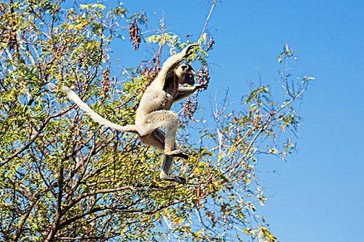 马达加斯加狐猴,维氏冕狐猴,跳跃,树,贝伦提保护区,马达加斯加