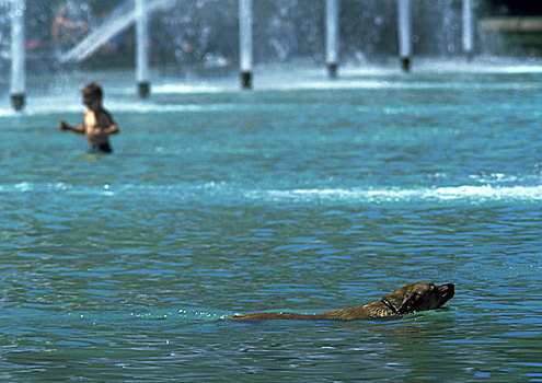 狗,游泳,水中,孩子,站在水中,靠近,喷泉