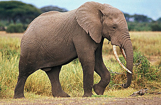 非洲象,成年,雄性,肯尼亚