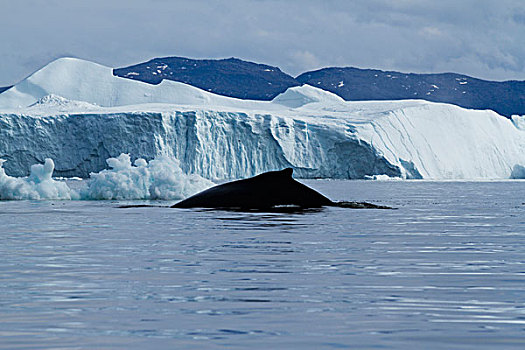 格陵兰,伊路利萨特,驼背鲸,大翅鲸属,鲸鱼,声音,进食,冰山,雅各布港,迪斯科湾