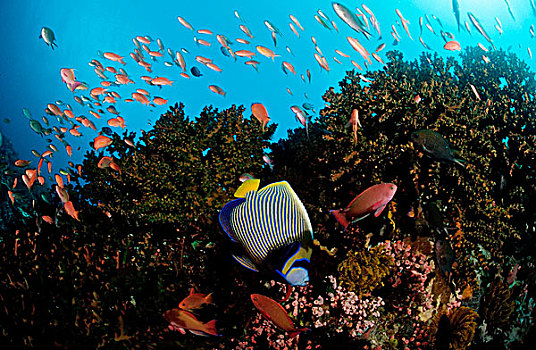 珊瑚礁,刺蝶鱼,科莫多,印度洋,印度尼西亚,东南亚,亚洲