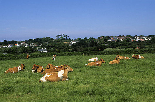英国,峡岛,格恩西岛,母牛,草场