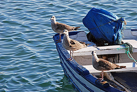 海鸥,渔船,安达卢西亚,西班牙